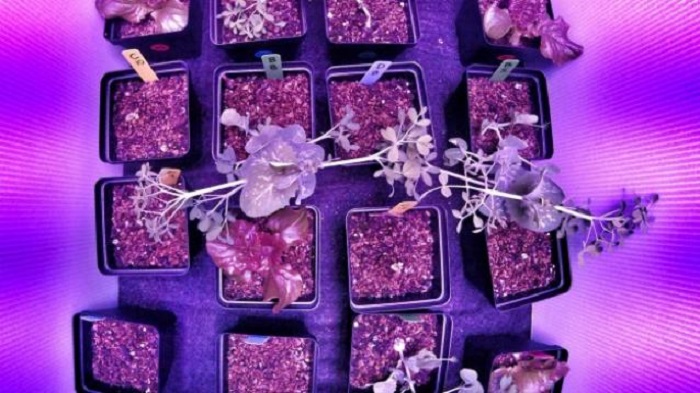 NASA is using students to identify plants to be used by astronauts 